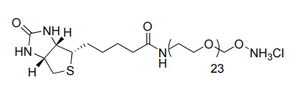Biotin-PEG-oxyamine. HCl